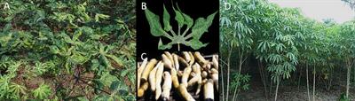 Developing broad-spectrum resistance in cassava against viruses causing the cassava mosaic and the cassava brown streak diseases